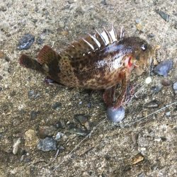 お昼まで穴釣り